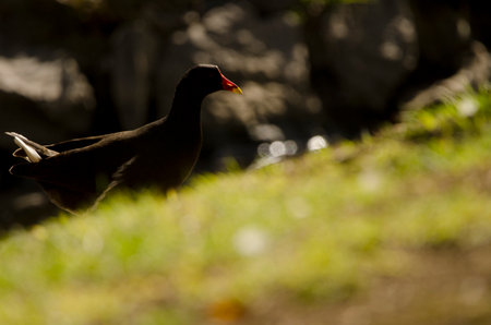 Eurasian common moorhen Gallinula chloropus chloropus. Vallehermoso. La Gomera. Canary Islands. Spain.の写真素材