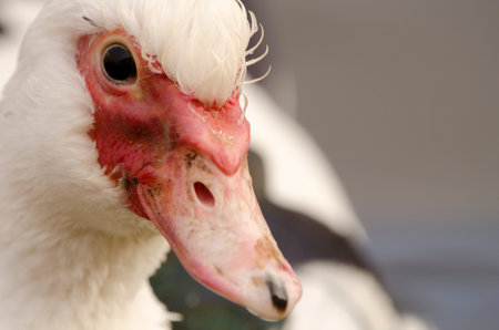 Domestic Muscovy duck Cairina moschata domestica. Cabecita dam. Vallehermoso. La Gomera. Canary Islands. Spain.の写真素材