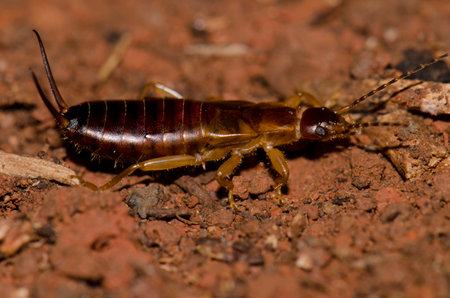 Earwig on the forest floor. Garajonay National Park. La Gomera. Canary Islands. Spain.の写真素材