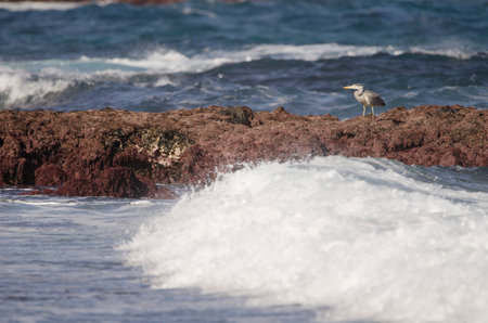 Grey heron Ardea cinerea cinerea. Los Dos Roques. Galdar. Gran Canaria. Canary Islands. Spain.の写真素材