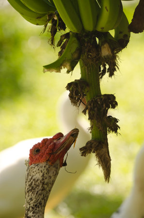 Domestic Muscovy drake Cairina moschata domestica trying to eat bananas. Vallehermoso. La Gomera. Canary Islands. Spain.の写真素材