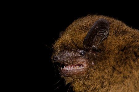 Madeira pipistrelle Pipistrellus maderensis. Garajonay National Park. La Gomera. Canary Islands. Spain.の写真素材