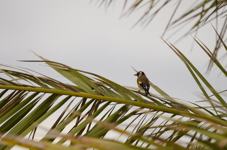 European goldfinch Carduelis carduelis parva. Lomada de Tecina. San Sebastian de La Gomera. La...