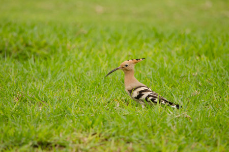 Eurasian hoopoe Upupa epops. Tecina Golf. Lomada de Tecina. San Sebastian de La Gomera. La Gomera. Canary Islands. Spain.の写真素材