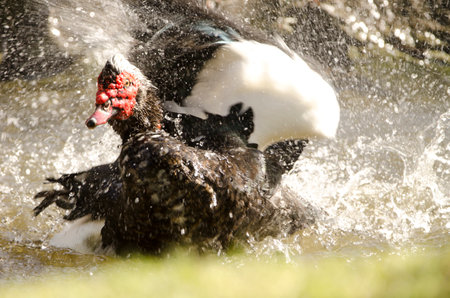 Domestic Muscovy drake Cairina moschata domestica bathing. Vallehermoso. La Gomera. Canary Islands. Spain.の写真素材