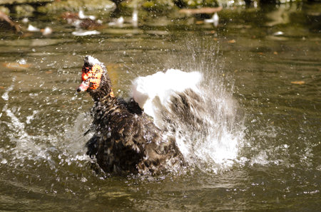 Domestic Muscovy drake Cairina moschata domestica bathing. Vallehermoso. La Gomera. Canary Islands. Spain.の写真素材