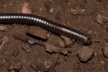 Millipede Ommatoiulus inconspicuus. Garajonay National Park. La Gomera. Canary Islands. Spain.の写真素材