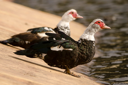Domestic Muscovy ducks Cairina moschata domestica. Cabecita dam. Vallehermoso. La Gomera. Canary Islands. Spain.の写真素材