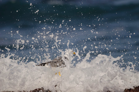Yellow-legged gull Larus michahellis atlantis among the splash of a wave. Los Dos Roques. Galdar. Gran Canaria. Canary Islands. Spain.の写真素材