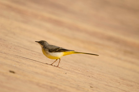 Grey wagtail Motacilla cinerea canariensis. Cabecita dam. Vallehermoso. . La Gomera. Canary Islands. Spain.の写真素材