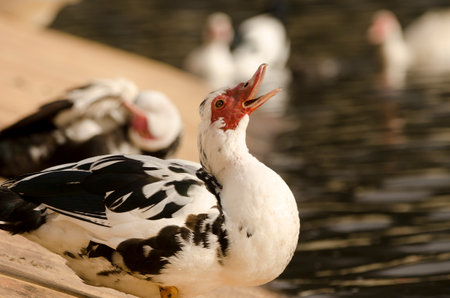 Domestic Muscovy duck Cairina moschata domestica. Cabecita dam. Vallehermoso. La Gomera. Canary...