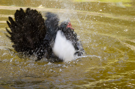 Domestic Muscovy drake Cairina moschata domestica bathing. Vallehermoso. La Gomera. Canary Islands. Spain.の写真素材