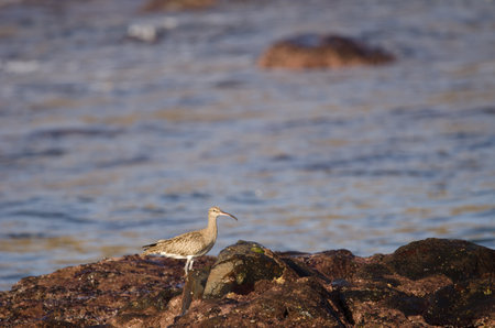 Eurasian whimbrel Numenius phaeopus. The Two Rocks. Galdar. Gran Canaria. Canary Islands. Spain.