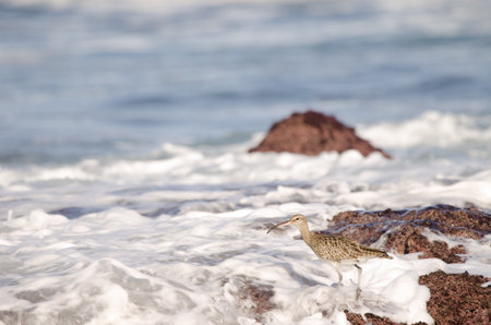 Eurasian whimbrel Numenius phaeopus. The Two Rocks. Galdar. Gran Canaria. Canary Islands. Spain.の写真素材