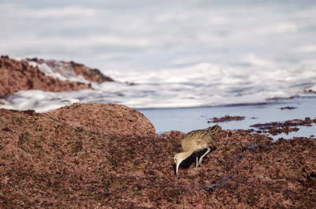 Eurasian whimbrel Numenius phaeopus searching for food. The Two Rocks. Galdar. Gran Canaria. Canary Islands. Spain.の写真素材