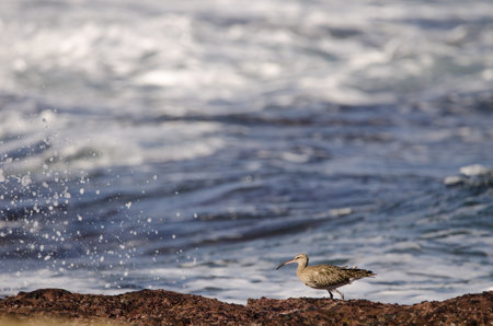 Eurasian whimbrel Numenius phaeopus. The Two Rocks. Galdar. Gran Canaria. Canary Islands. Spain.の写真素材