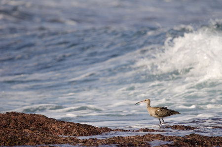 Eurasian whimbrel Numenius phaeopus. The Two Rocks. Galdar. Gran Canaria. Canary Islands. Spain.