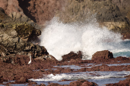 Little egret Egretta garzetta. The Two Rocks. Galdar. Gran Canaria. Canary Islands. Spain.の写真素材