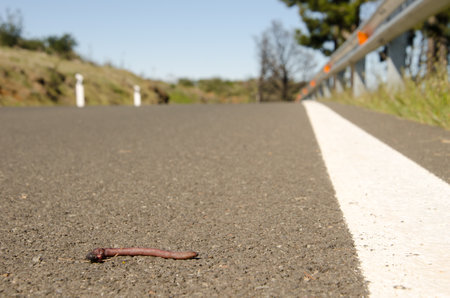 Run over earthworm. Gran Canaria. Canary Islands. Spain.の写真素材