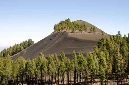 Montanon Negro and forest of Canary Island pine Pinus canariensis. Gran Canaria. Canary Islands. Spain.の写真素材