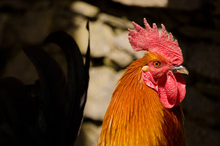 Male chicken Gallus domesticus. Gran Canaria. Canary Islands. Spain.の写真素材