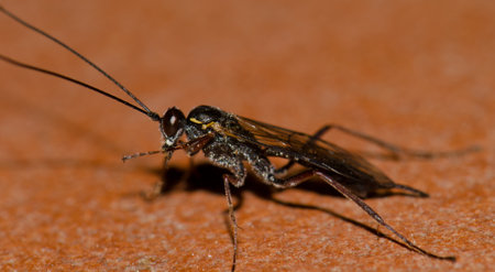 Wasp cleaning itself. Gran Canaria. Canary Islands. Spain.