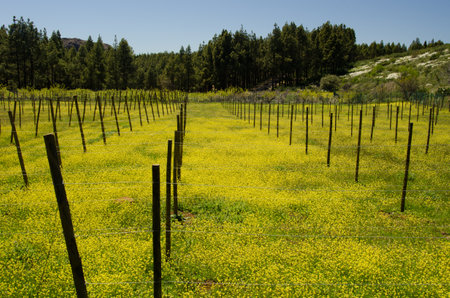 Field covered by shortpod mustard Hirschfeldia incana in bloom. The Nublo Rural Park. Tejeda. Gran Canaria. Canary Islands. Spain.の写真素材