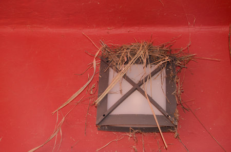 Nest of gray wagtail Motacilla cinerea canariensis. The Nublo Rural Park. Tejeda. Gran Canaria. Canary Islands. Spain.の写真素材