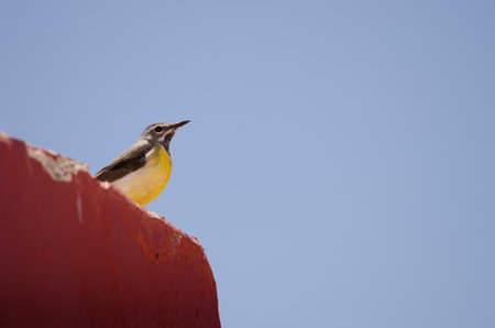 Male gray wagtail Motacilla cinerea canariensis. The Nublo Rural Park. Tejeda. Gran Canaria. Canary Islands. Spain.の写真素材