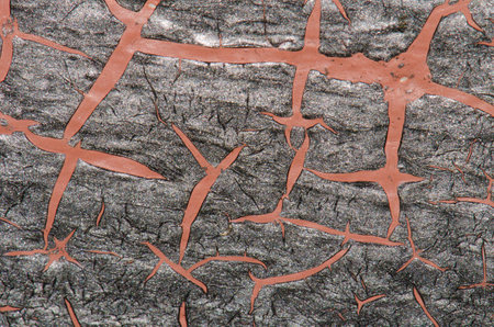 Marks on the decomposing surface of a leaf of century plant Agave Americana. The Nublo Rural Park....