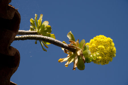 Aeonium arboreum arboreum in flower on a roof. Gran Canaria. Canary Islands. Spain.の写真素材