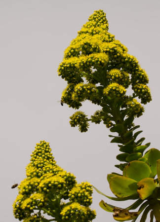 Aeonium arboreum arboreum in flower. Gran Canaria. Canary Islands. Spain.の写真素材