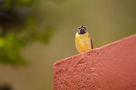 Male gray wagtail Motacilla cinerea canariensis. The Nublo Rural Park. Tejeda. Gran Canaria. Canary...