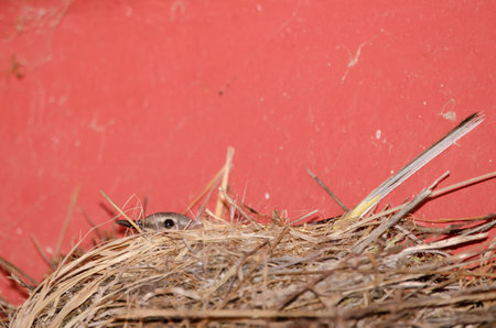 Gray wagtail Motacilla cinerea canariensis. Female incubating in the nest. The Nublo Rural Park. Tejeda. Gran Canaria. Canary Islands. Spain.の写真素材