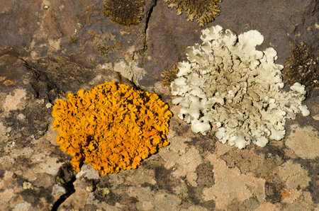 Lichens on a rock. Integral Natural Reserve of Inagua. Gran Canaria. Canary Islands. Spain.