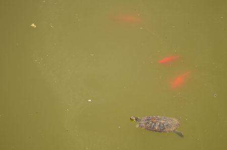 Pond slider Trachemys scripta and goldfish Carassius auratus. Big Cave. Saint Matthew. Gran Canaria. Canary Islands. Spain.の写真素材