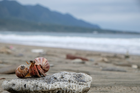 Hermit Crab in Taiwanの写真素材