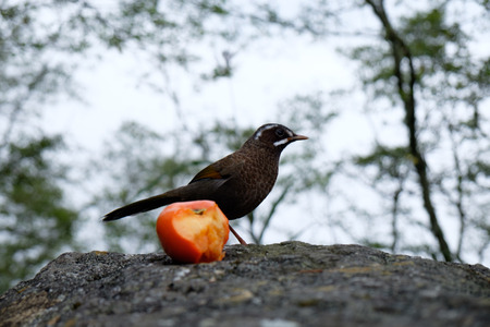 Bird and Fruit in Taiwanの写真素材