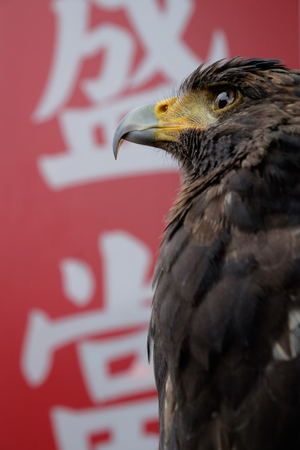 Eagle portrait with chinese characters as background
