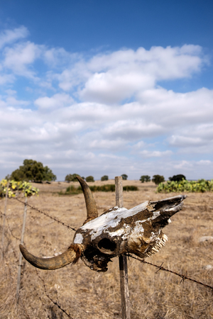 Cow skull in the north part of Israelの写真素材