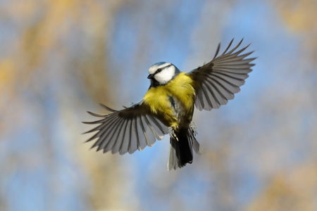 Frontal veiw of flying Blue Tit with open wings againsth the bright autumn background.の写真素材