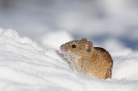 Striped Field Mouse came out of the snow hole seeking for the occasional sunny rays in Moscow park, Russia.の写真素材