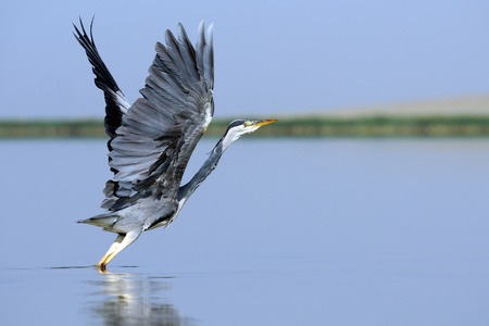 Grey Heron tale-off at early morning Manych lake. Kalmykia, Russiaの写真素材