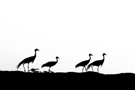 Silhouette of Demoiselle cranes family. Kalmykia, Russiaの写真素材
