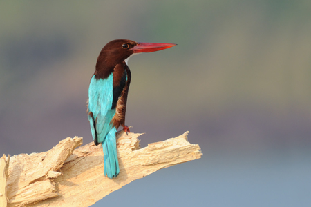 White-breasted Kingfisher at Goa beach, Indiaの写真素材