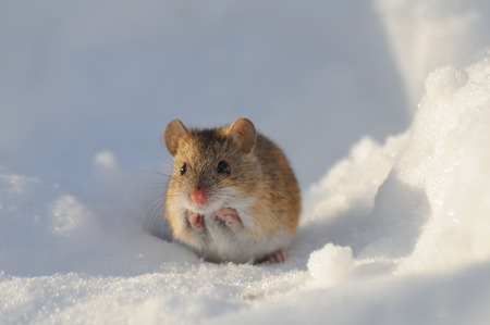Striped Field Mouse Apodemus agrarius in sunny winter day in snowの写真素材
