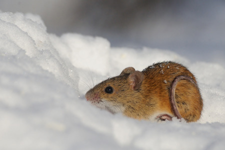 Striped Field Mouse Apodemus agrarius in sunny winter day in snowの写真素材