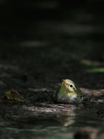Wood Warbler Phylloscopus sibilatrix near bathing and drinking forest streamの写真素材