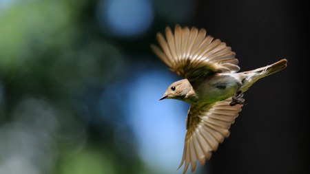 Female Pied Flycatcher Ficedula hypoleuca flying near the nest. Moscow region, Russiaの写真素材