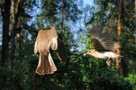 Two female Pied Flycatchers Ficedula hypoleuca flying near the nest. Moscow region, Russiaの写真素材
